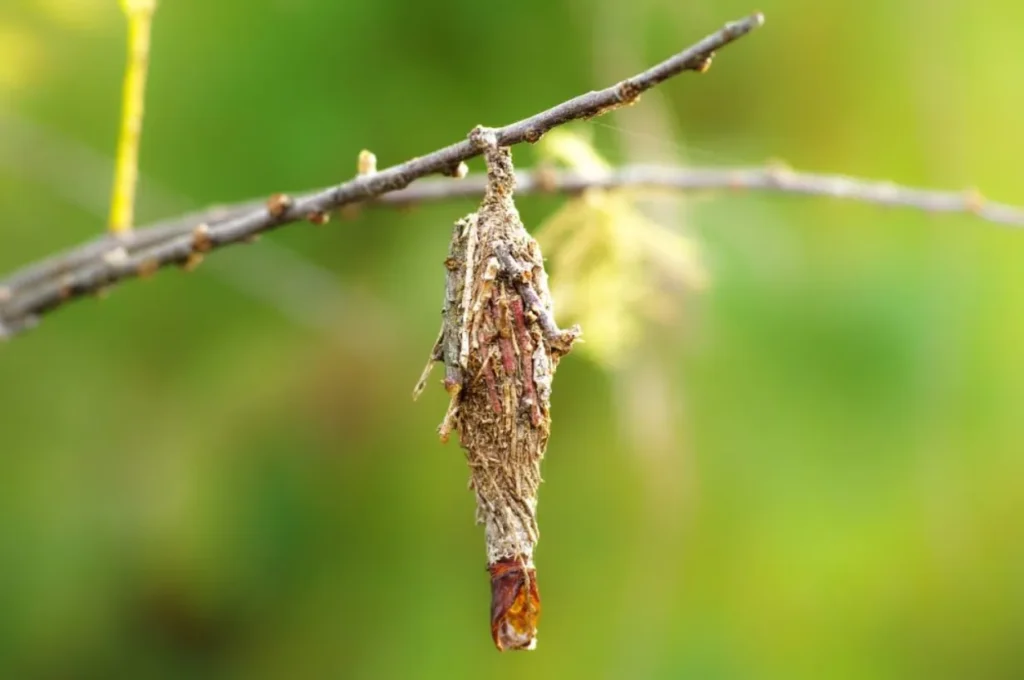 Bagworm Moth Life Cycle