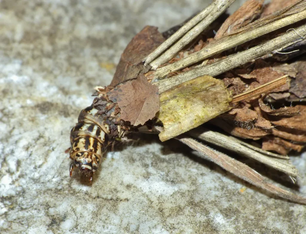 Bagworm Moth Life Cycle