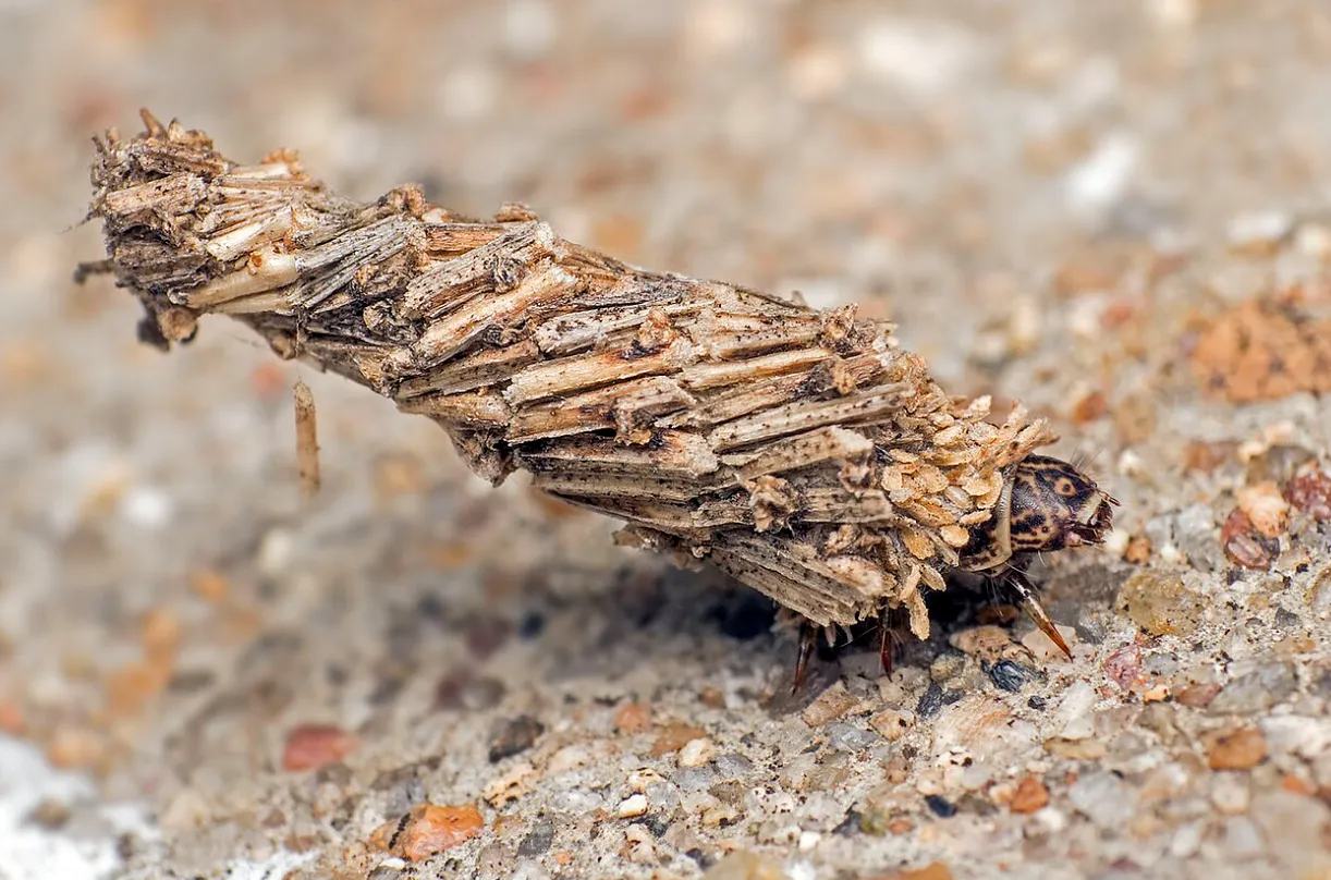 Bagworm Moth Life Cycle: Complete Guide to Eggs, Caterpillars, Bags, Survival, and Ecological Role