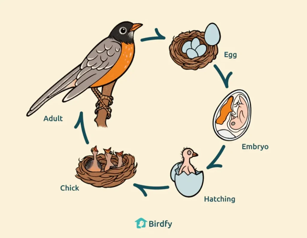 Birds' Life Cycle