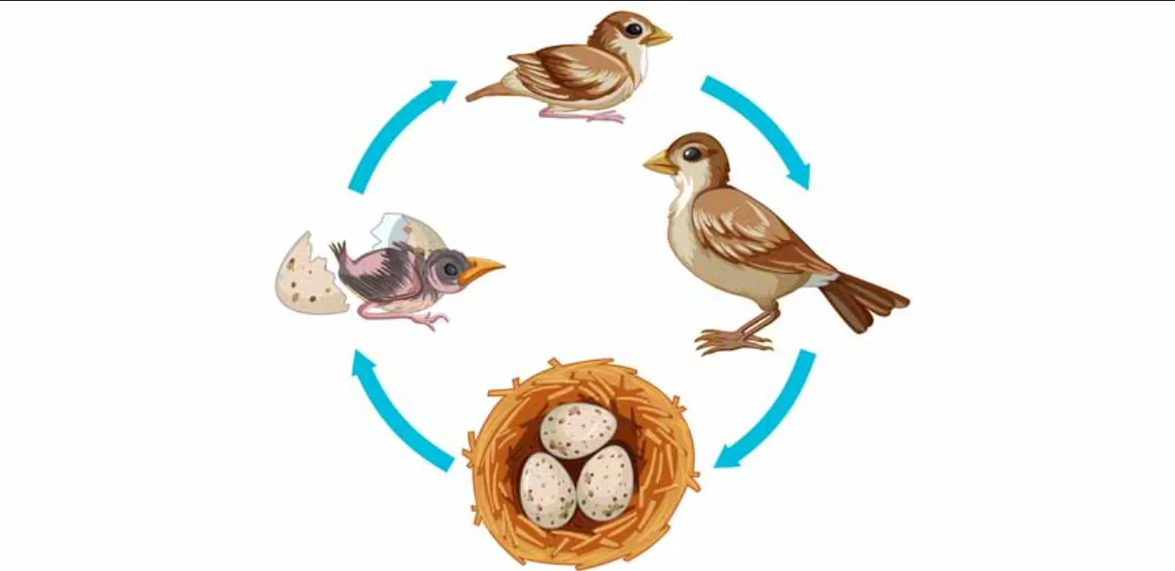 Birds' Life Cycle