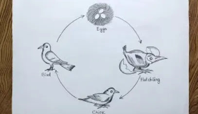 Birds' Life Cycle
