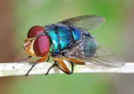 Blowfly Life Cycle