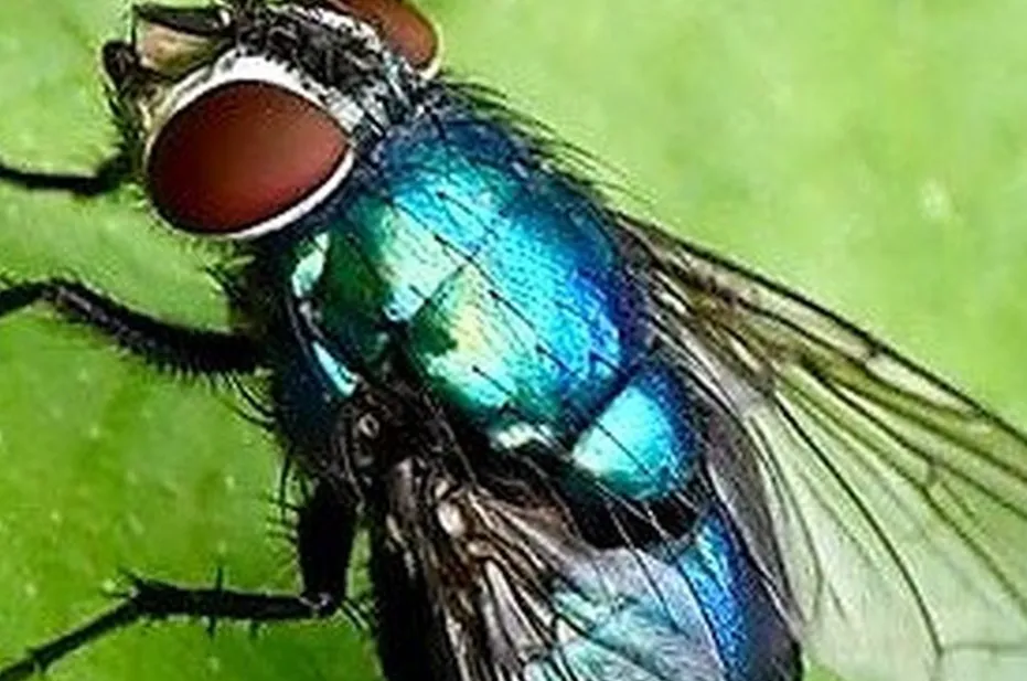 Blowfly Life Cycle