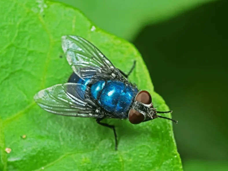 Blowfly Life Cycle