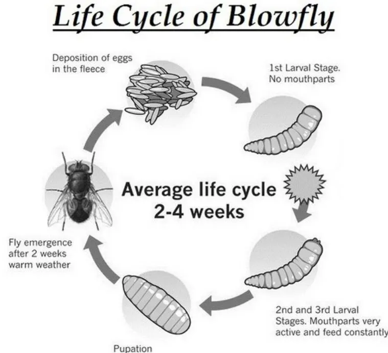 Blowfly Life Cycle