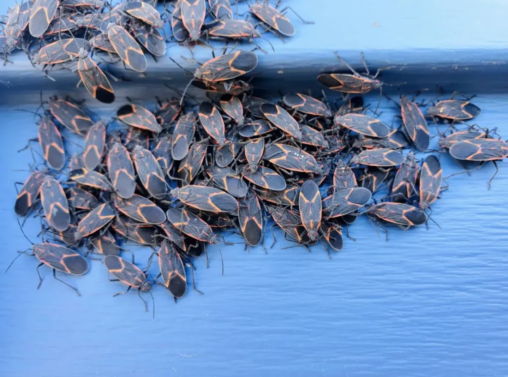 Boxelder Bug Life Cycle
