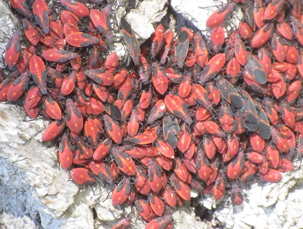 Boxelder Bug Life Cycle