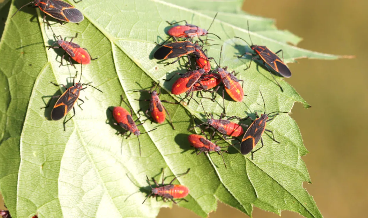 Boxelder Bug Life Cycle