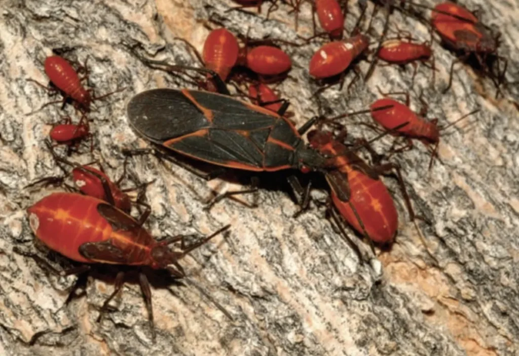 Boxelder Bug Life Cycle