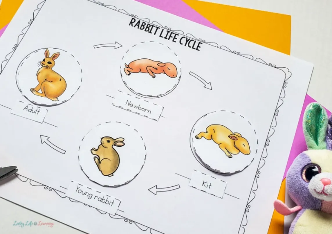 Bunny Rabbit Life Cycle