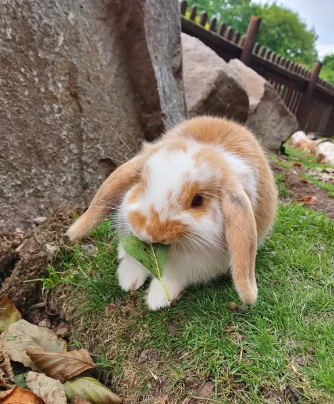 Bunny Rabbit Life Cycle