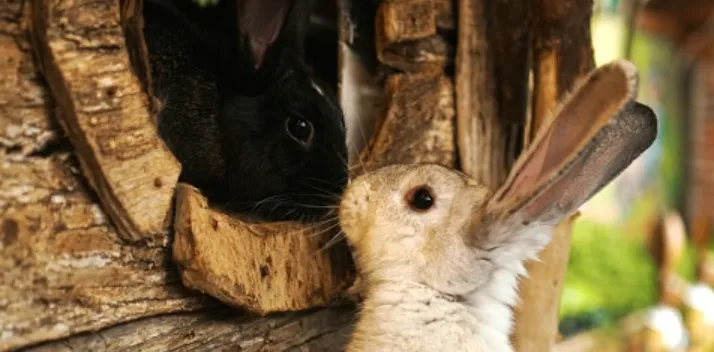 Bunny Rabbit Life Cycle