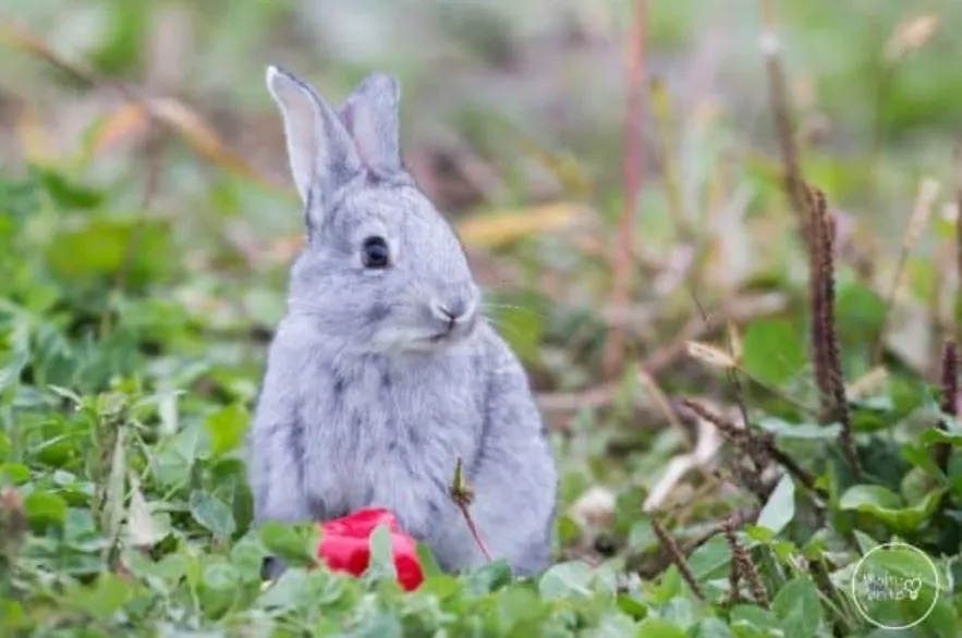 Bunny Rabbit Life Cycle