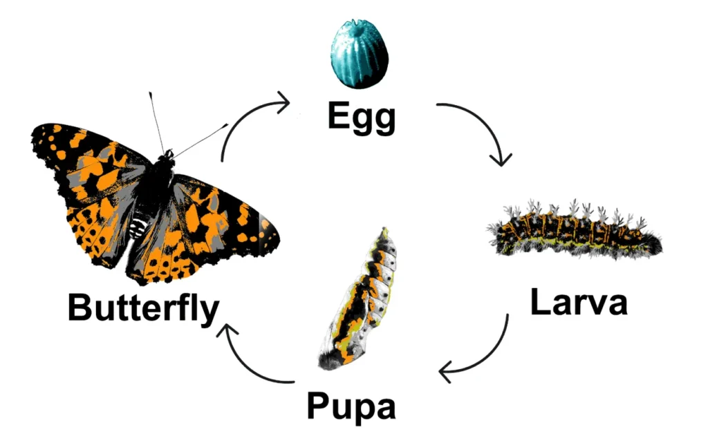 Butterflies Life Cycle