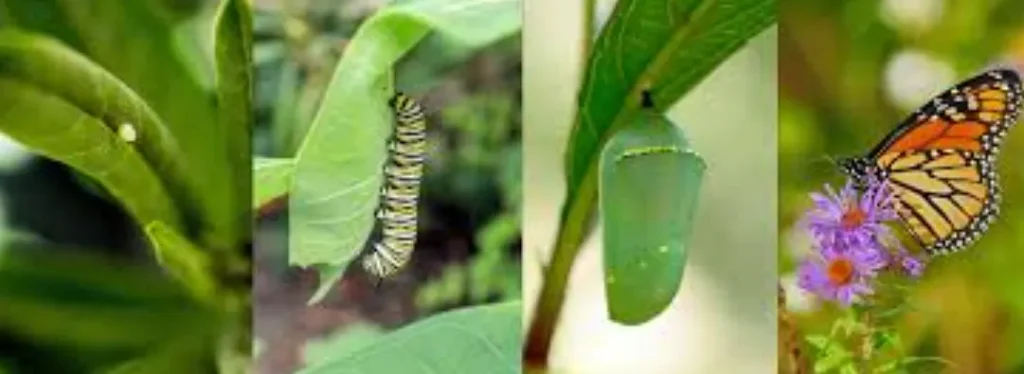 Butterflies Life Cycle