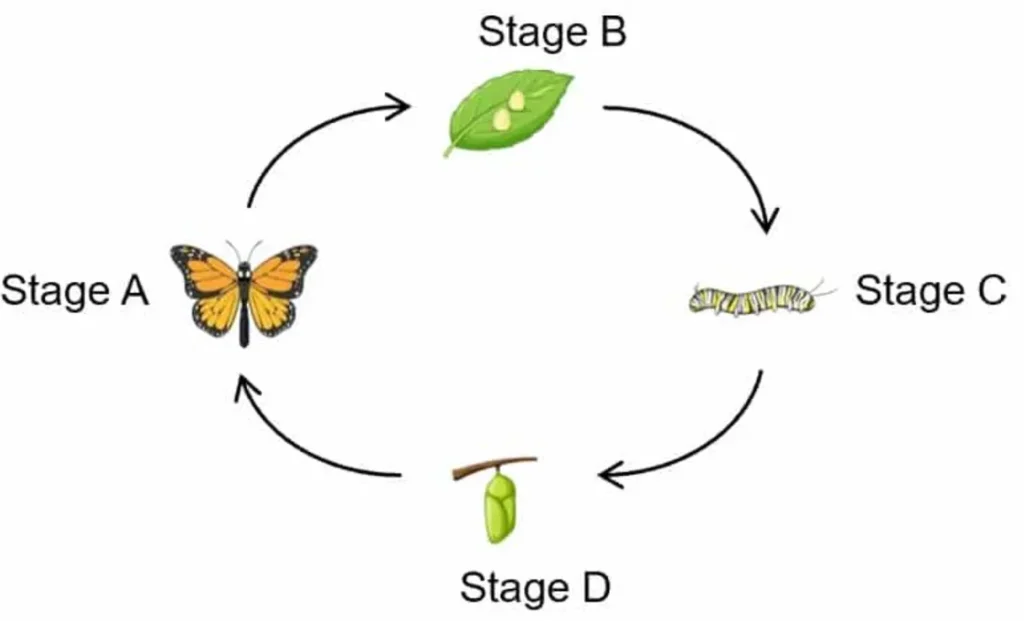 Butterflies Life Cycle