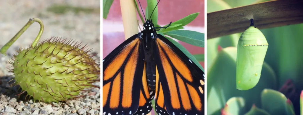 Butterfly Life Cycle