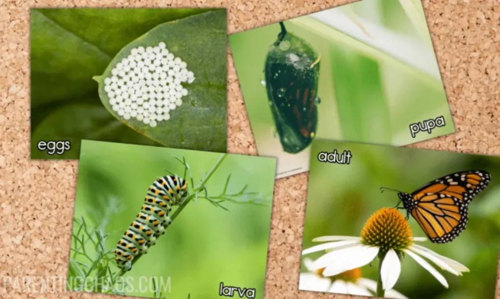 Butterfly Life Cycle