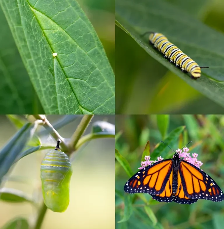 Butterfly Life Cycle