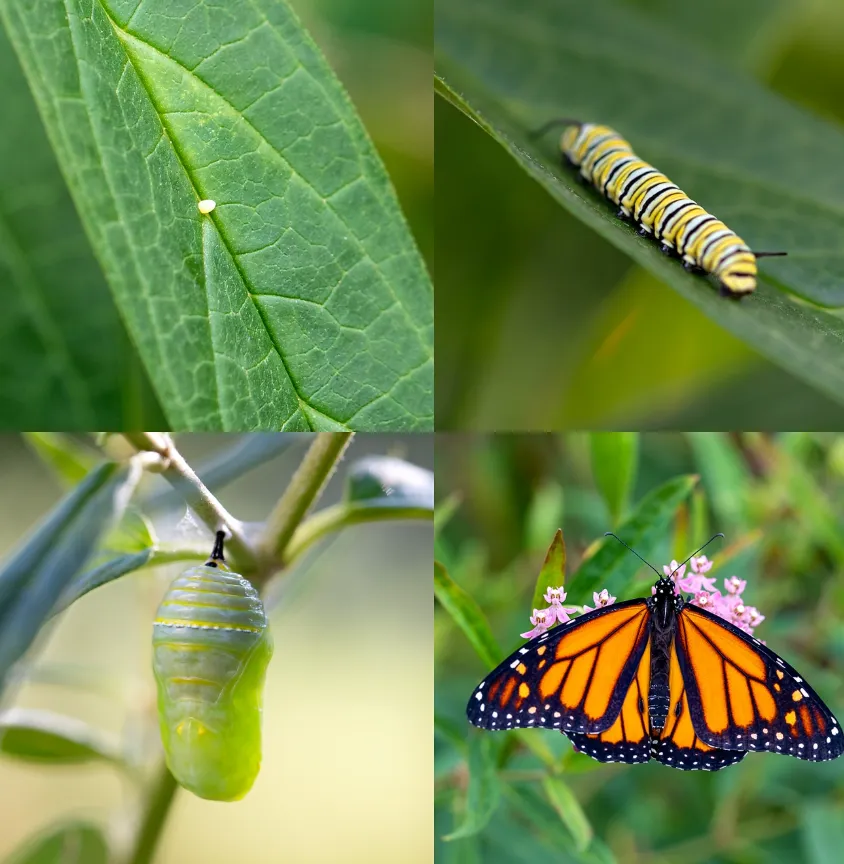 Butterfly Life Cycle