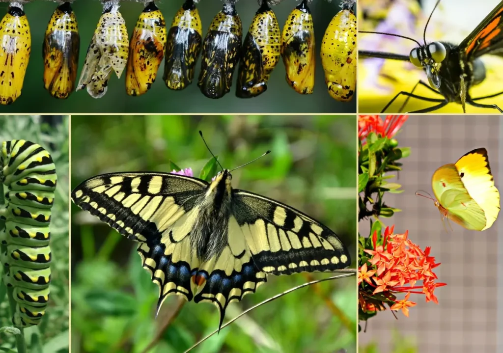 Butterfly Life Cycle