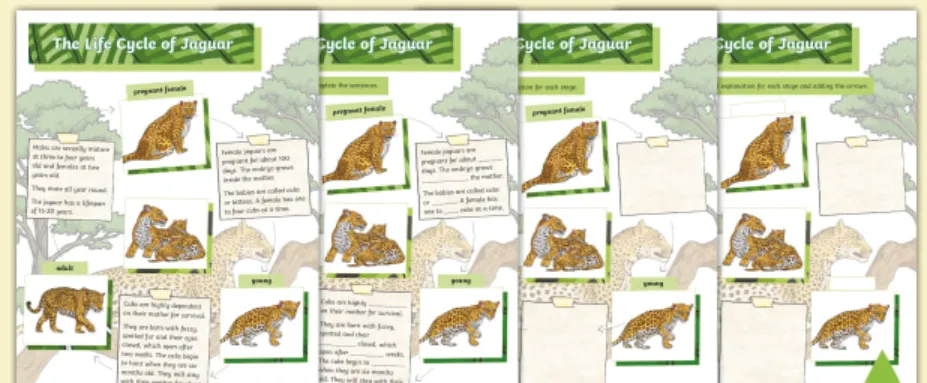 Cheetah Life Cycle