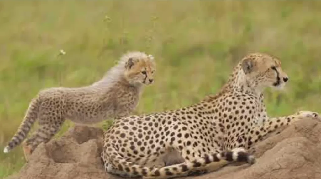 Cheetah Life Cycle