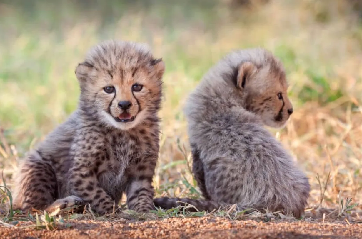 Cheetah Life Cycle