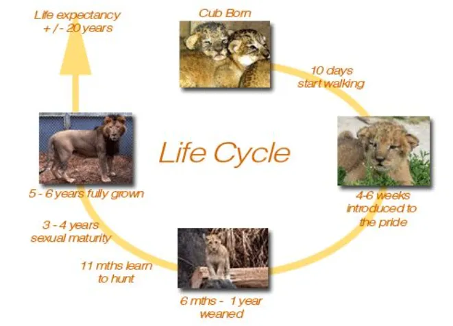 Cheetah Life Cycle