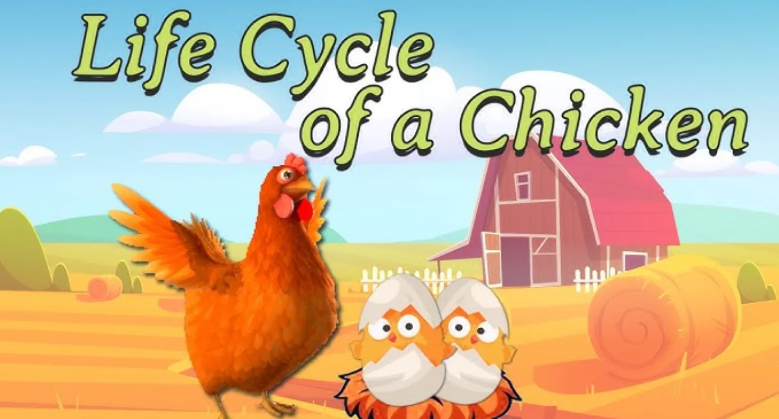 Chickens Life Cycle
