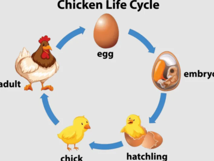 Chickens Life Cycle