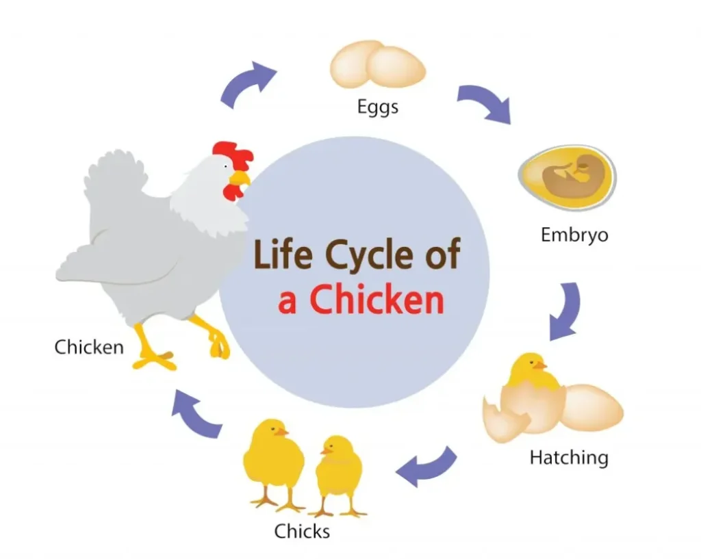 Chickens Life Cycle