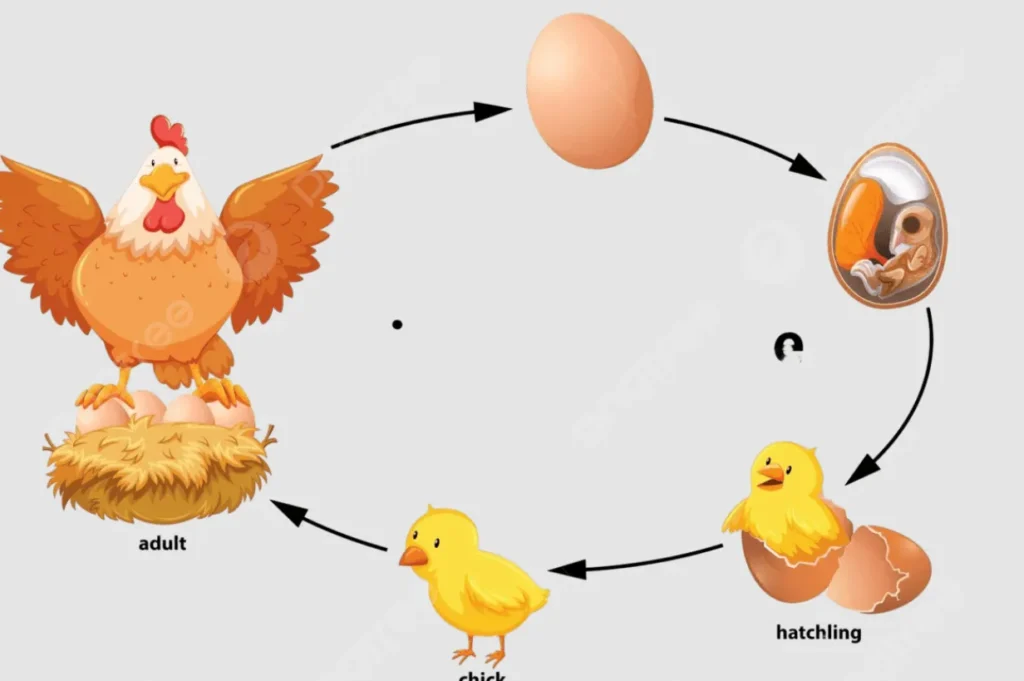 Chickens Life Cycle