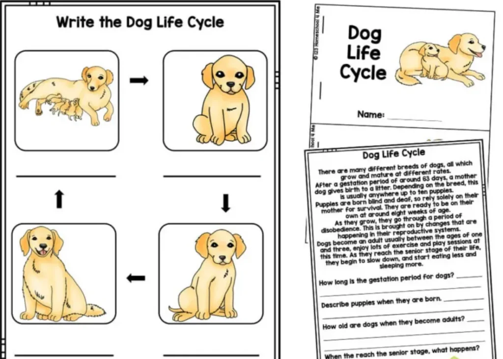 Dogs' Life Cycle