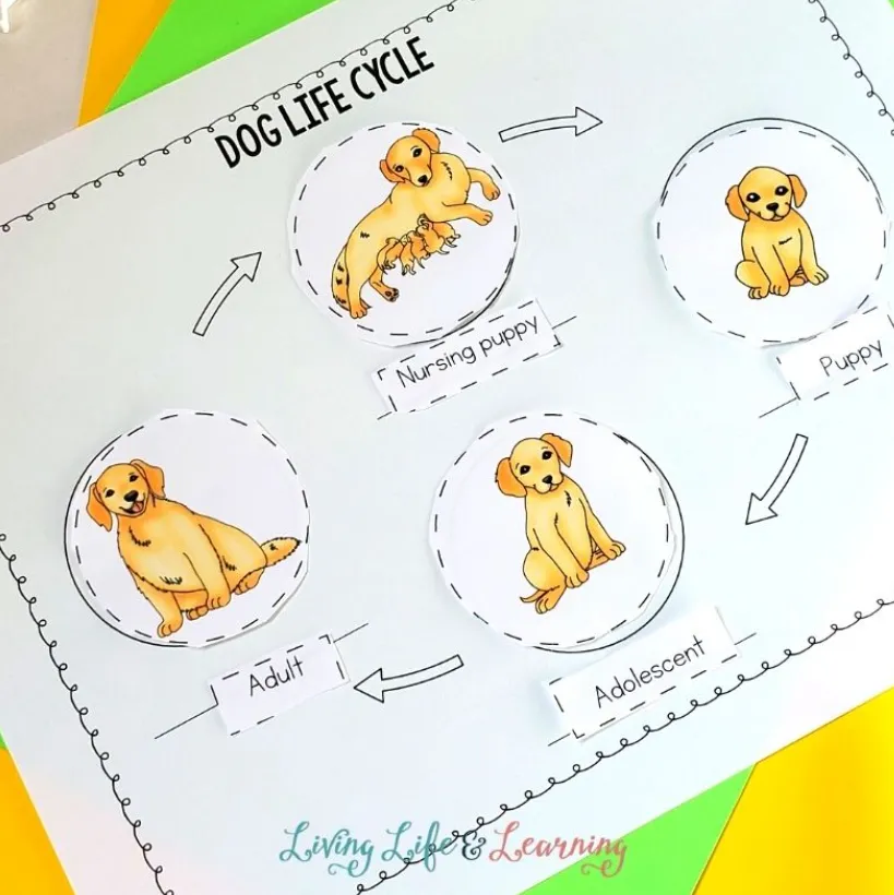 Dogs' Life Cycle