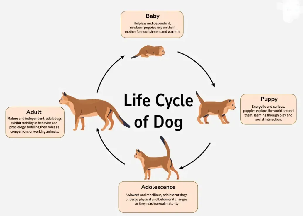 Dogs' Life Cycle