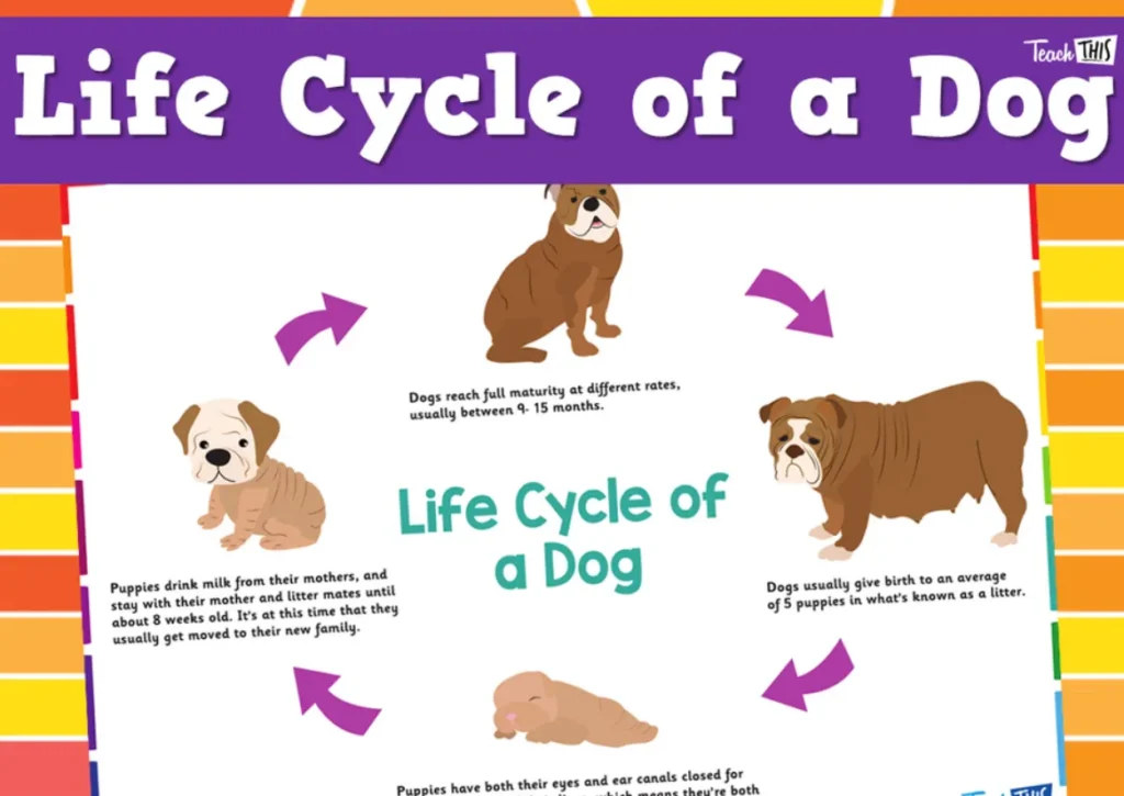 Dogs' Life Cycle