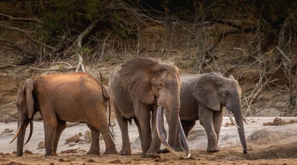 Elephant Life Cycle