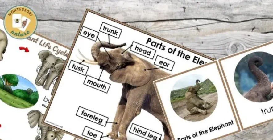 Elephant Life Cycle