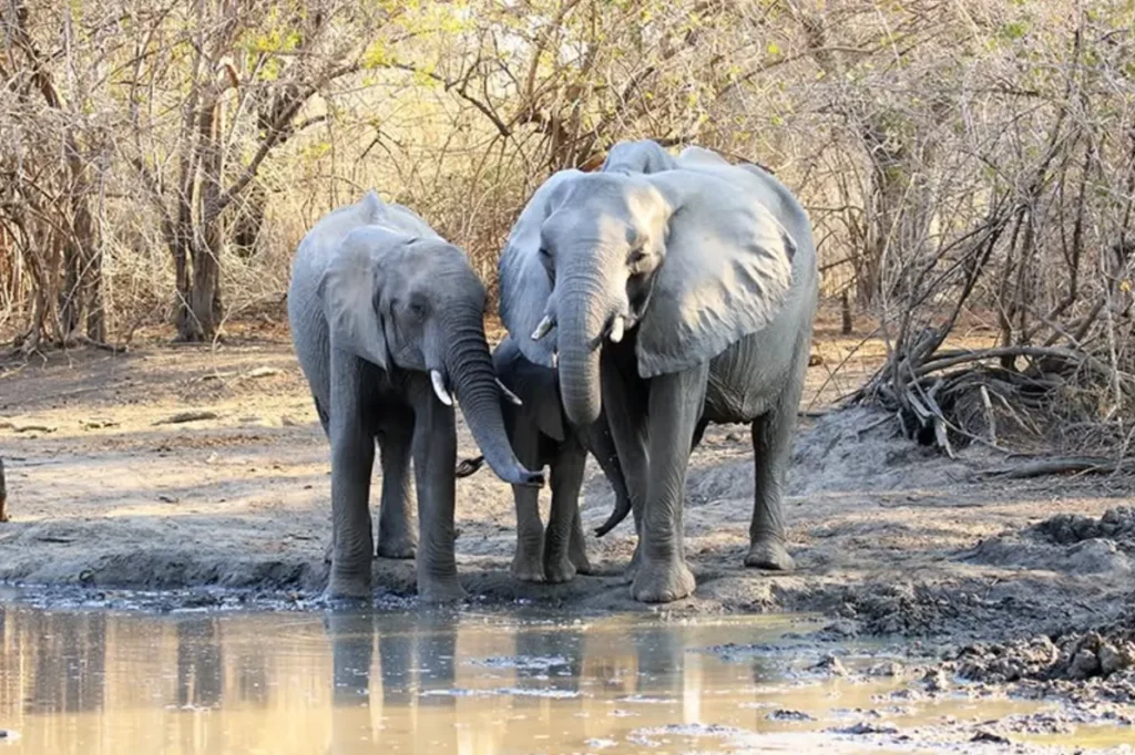 Elephant Life Cycle