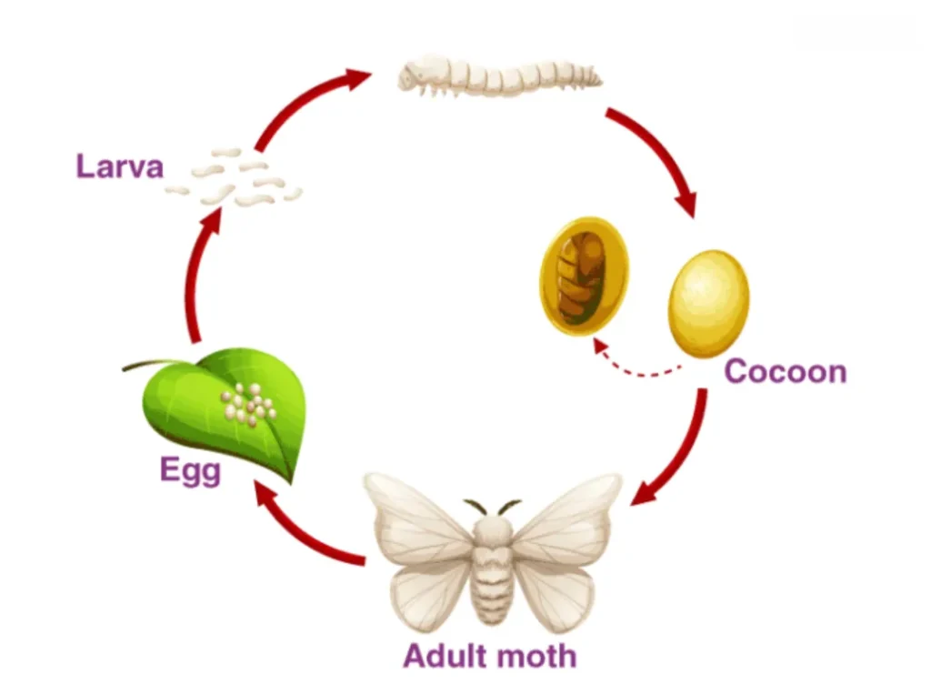 Food Moths Life Cycle
