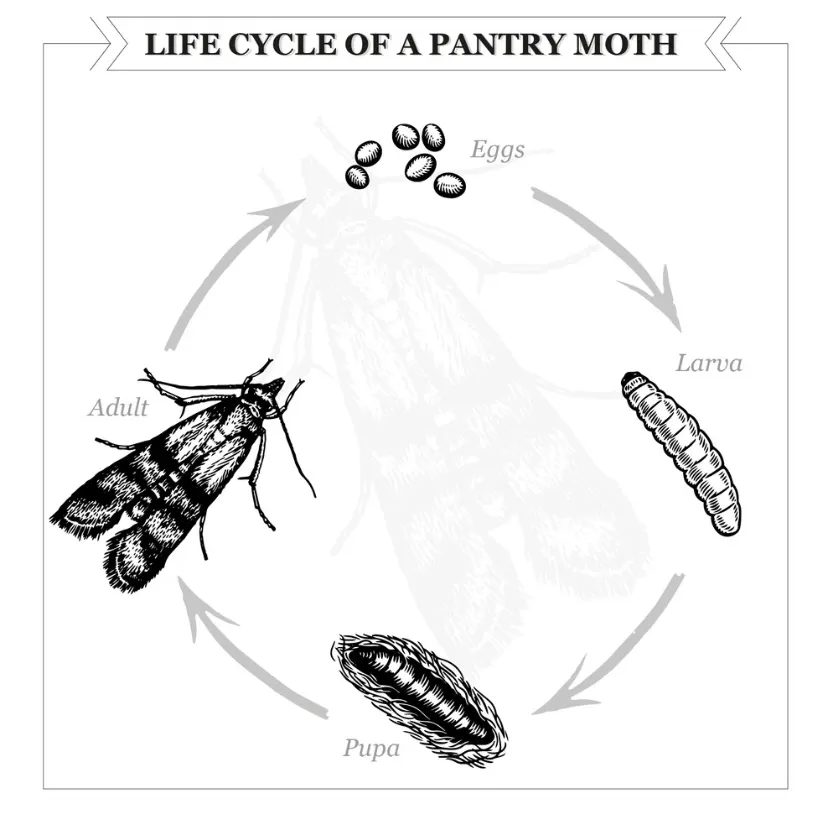 Food Moths Life Cycle