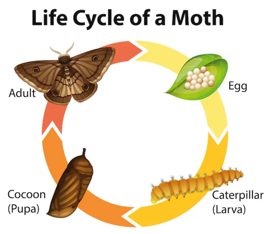 Food Moths Life Cycle
