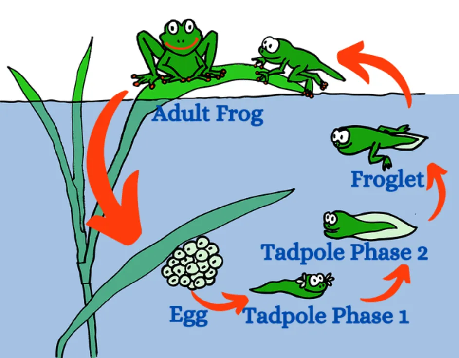 Frog Life Cycle
