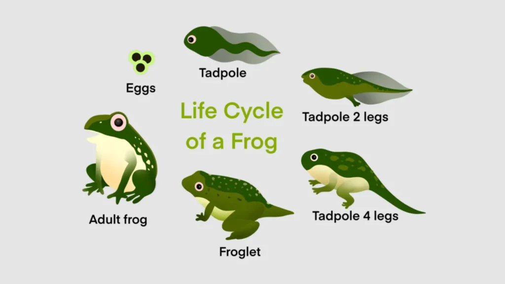Frog Life Cycle