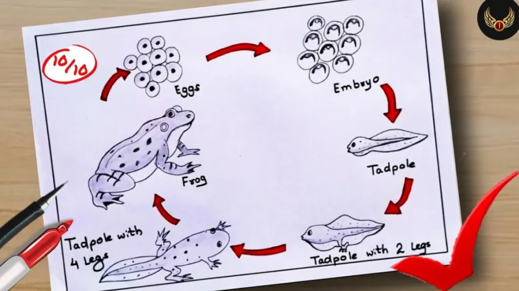 Frog Life Cycle