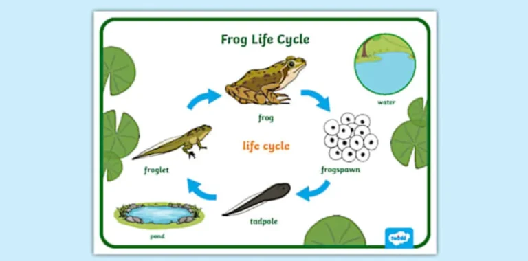 Frog Life Cycle