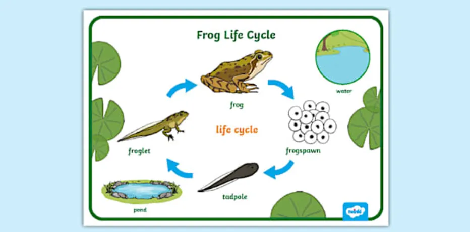 Frog Life Cycle