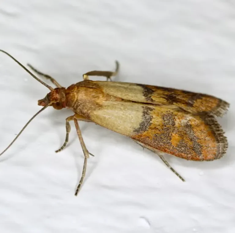 Grain Moth Life Cycle